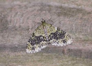 70.200 BF1883Yellow-barred BrindleAcasis viretata