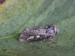 73.241 BF2179Pine Beauty Panolis flammea