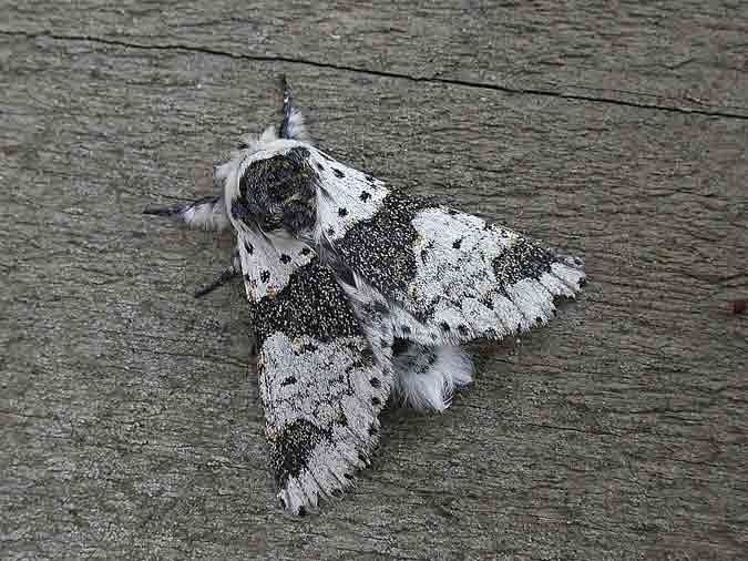 71.006 BF1996 - Alder Kitten - Notodontidae - Furcula bicuspis