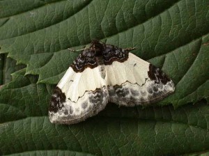 70.068 BF1748 - Beautiful Carpet - Geometridae - Mesoleuca albicillata