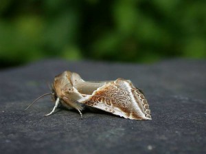 65.009 BF1653 - Buff Arches - Drepanidae - Habrosyne pyritoides