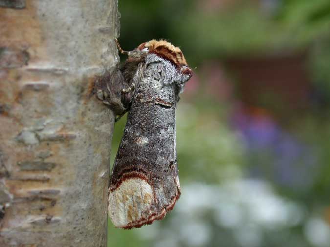 Buff-tip - Melbourne - Tony Davison