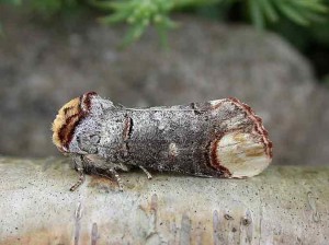 Buff-tip - Melbourne - Tony Davison