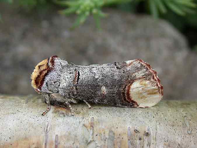 Buff-tip - Melbourne - Tony Davison