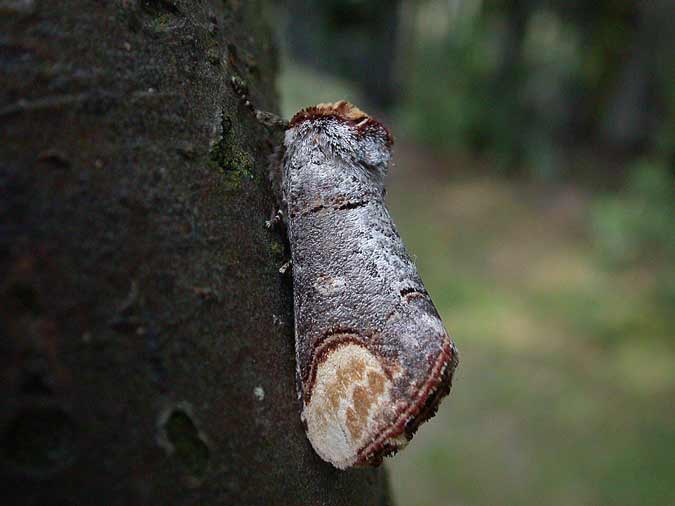 Buff-tip - Melbourne - Tony Davison