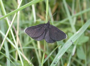 70.130 BF1870Chimney SweeperOdezia atrata