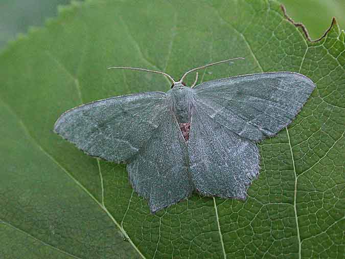 70.305 BF1669 - Common Emerald - Geometridae - Hemithea aestivaria