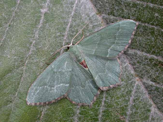 70.305 BF1669 - Common Emerald - Geometridae - Hemithea aestivaria