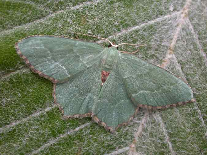 70.305 BF1669 - Common Emerald - Geometridae - Hemithea aestivaria