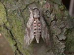 69.004 BF1972 – Convolvulus Hawk-moth (Agrius convolvuli)