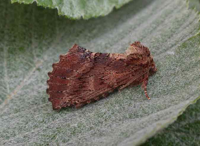 71.021 BF2008 - Coxcomb Prominent - Notodontidae - Philodon capucina