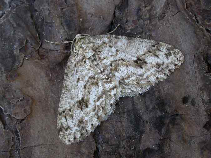 70.270 BF1947 - Engrailed - Geometridae - Ectropis crepuscularia