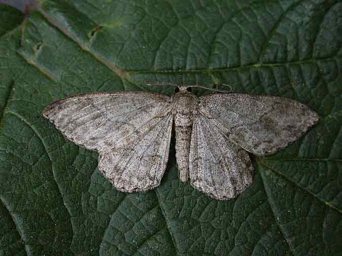 70.270 BF1947 - Engrailed - Geometridae - Ectropis crepuscularia