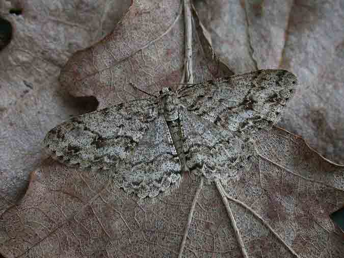 0.270 BF1947 - Engrailed - Geometridae - Ectropis crepuscularia