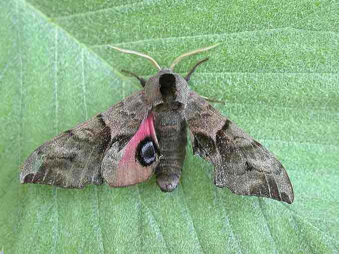 69.002 BF1980 - Eyed Hawk-moth - Sphingidae - Smerinthus ocellata
