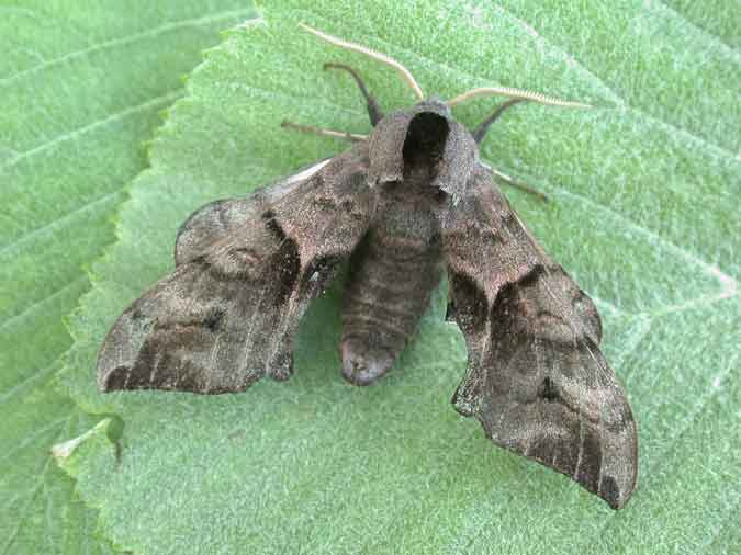 69.002 BF1980 - Eyed Hawk-moth - Sphingidae - Smerinthus ocellata