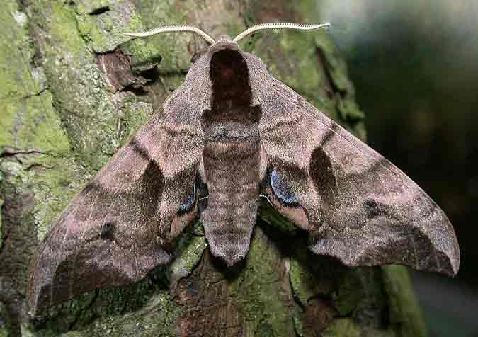 69.002 BF1980 - Eyed Hawk-moth - Sphingidae - Smerinthus ocellata
