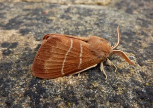 66.008 BF1638 - Fox Moth - Lasiocampidae - Macrothylacia rubi