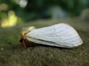 3.005 BF0014Ghost MothHepialus humuli