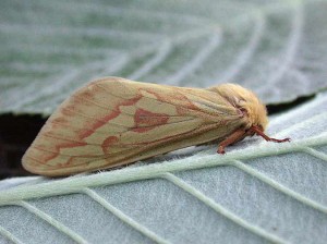 3.005 BF0014 - Ghost Moth - Hepialidae - Hepialus humuli