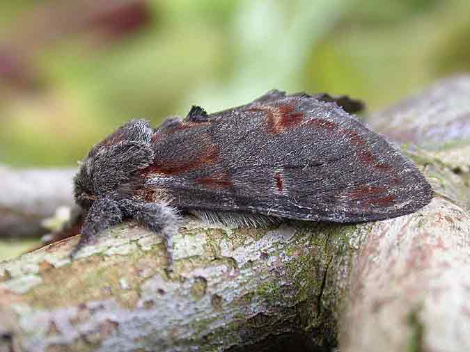 71.012 BF2000 - Iron Prominent - Notodontidae - Notodonta dromedarius