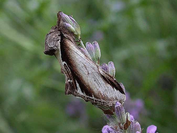 71.018 BF2006 - Lesser Swallow Prominent - Notodontidae - Pheosia gnoma