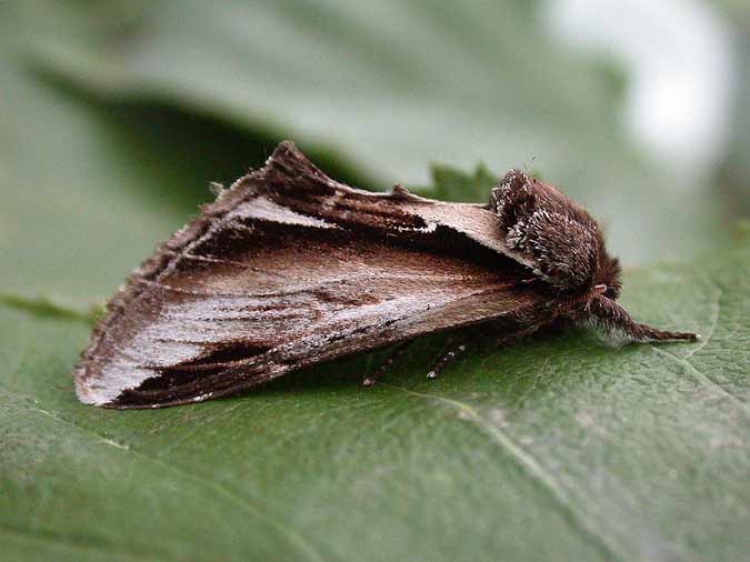 71.018 BF2006 - Lesser Swallow Prominent - Notodontidae - Pheosia gnoma