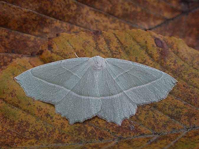 70.283 BF1961 - Light Emerald - Geometridae - Campaea margaritaria