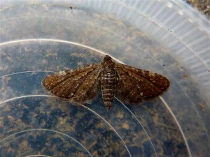 70.154 BF1822 - Marsh Pug - Geometridae - Eupithecia pygmaeata