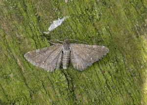 70.154 BF1822 - Marsh Pug - Geometridae - Eupithecia pygmaeata