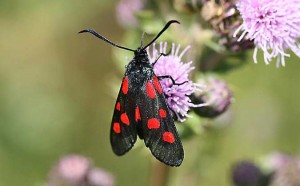 54.009 BF0171 - Narrow-bordered Five-spot Burnet - Zygaenidae - Zygaena lonicerae