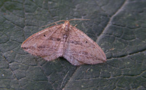 70.046 BF1719Oblique CarpetOrthonama vittata