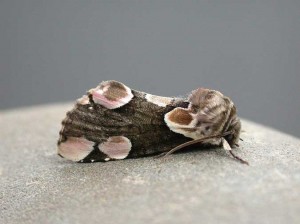 65.008 BF1652 - Peach Blossom - Drepanidae - Thyatira batis
