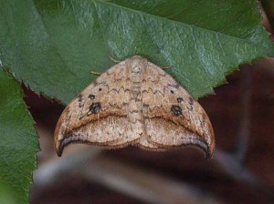 65.005 BF1648Pebble Hook-tipDrepana falcataria