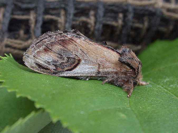 71.013 BF2003 - Pebble Prominent - Notodontidae - Notodonta ziczac