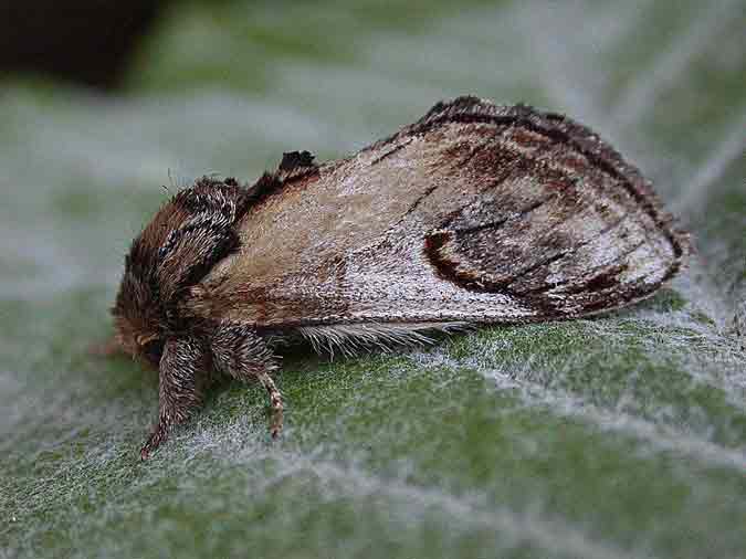 71.013 BF2003 - Pebble Prominent - Notodontidae - Notodonta ziczac