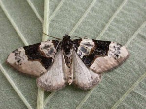70.087 BF1752 - Purple Bar - Geometridae - Cosmorhoe ocellata