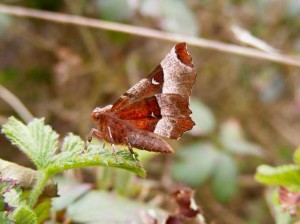 70.239 BF1919 - Purple Thorn - Geometridae - Selenia tetralunaria