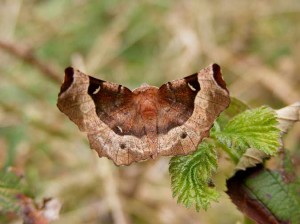 70.239 BF1919 - Purple Thorn - Geometridae - Selenia tetralunaria