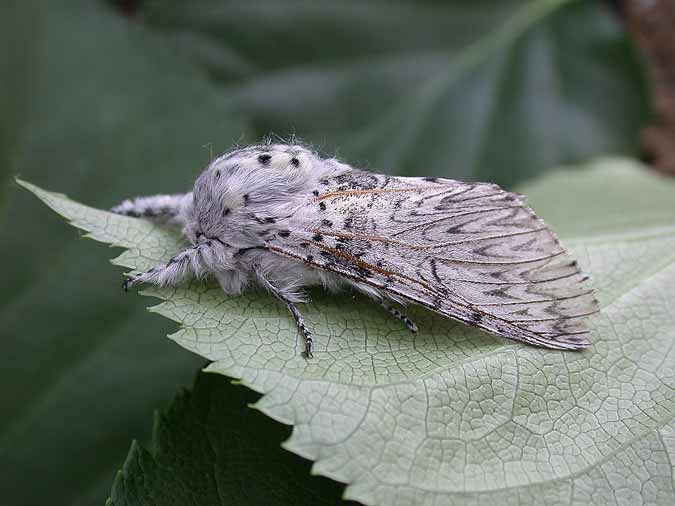 71.003 BF1995 - Puss Moth - Notodontidae - Cerura vinula