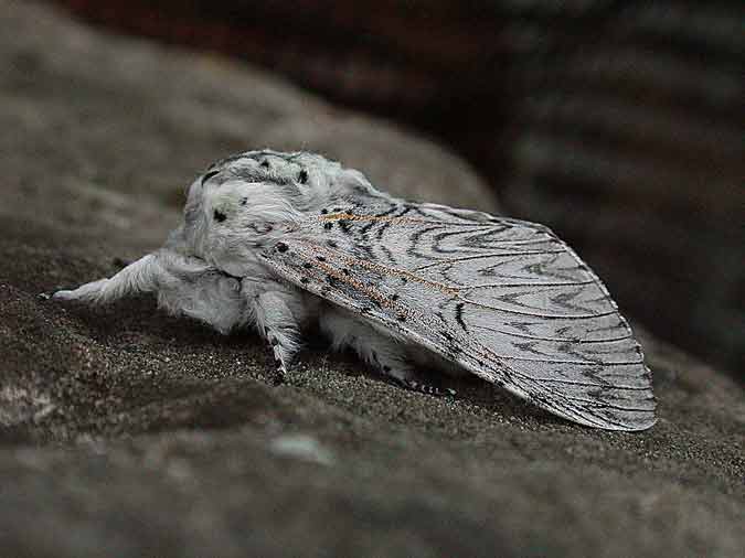 71.003 BF1995 - Puss Moth - Notodontidae - Cerura vinula