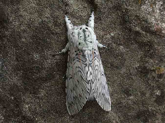 71.003 BF1995 - Puss Moth - Notodontidae - Cerura vinula