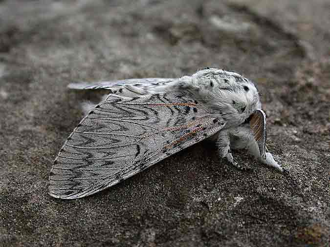 71.003 BF1995 - Puss Moth - Notodontidae - Cerura vinula