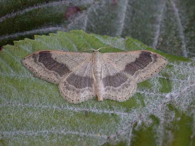 70.016 BF1713 - Riband Wave - Geometridae - Idaea aversata