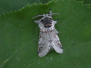 71.005 BF1997 - Sallow Kitten - Notodontidae - Furcula fucula