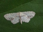 70.011 BF1708 - Single Dotted Wave - Geometridae - Idaea dimidiata