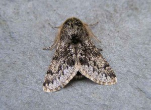 70.246 BF1925 - Small Brindled Beauty - Geometridae - Apocheima hispidaria
