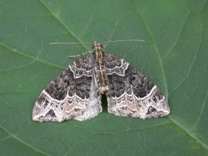 70.094 BF759 - Small Phoenix - Geometridae - Ecliptolpera silaceata