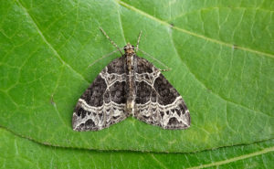 70.094 BF759 - Small Phoenix - Geometridae - Ecliptolpera silaceata