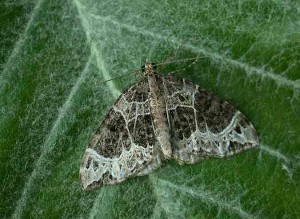 70.094 BF759 - Small Phoenix - Geometridae - Ecliptolpera silaceata